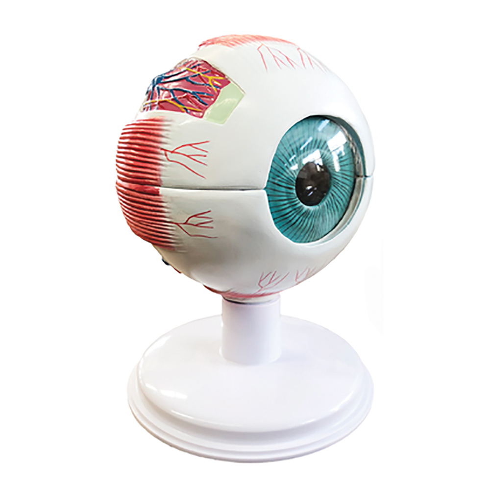 Large Eye Model