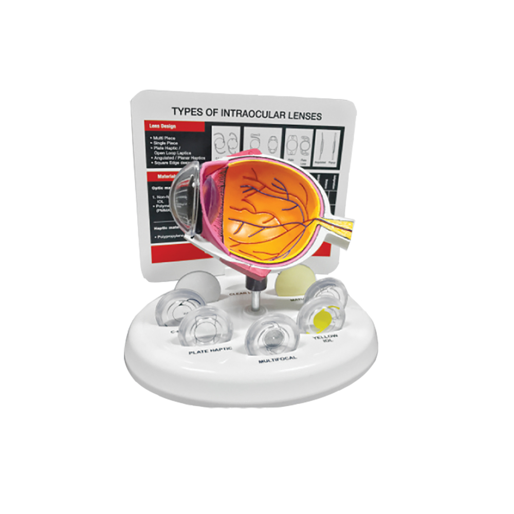 Eye Model - Intraocular Lenses