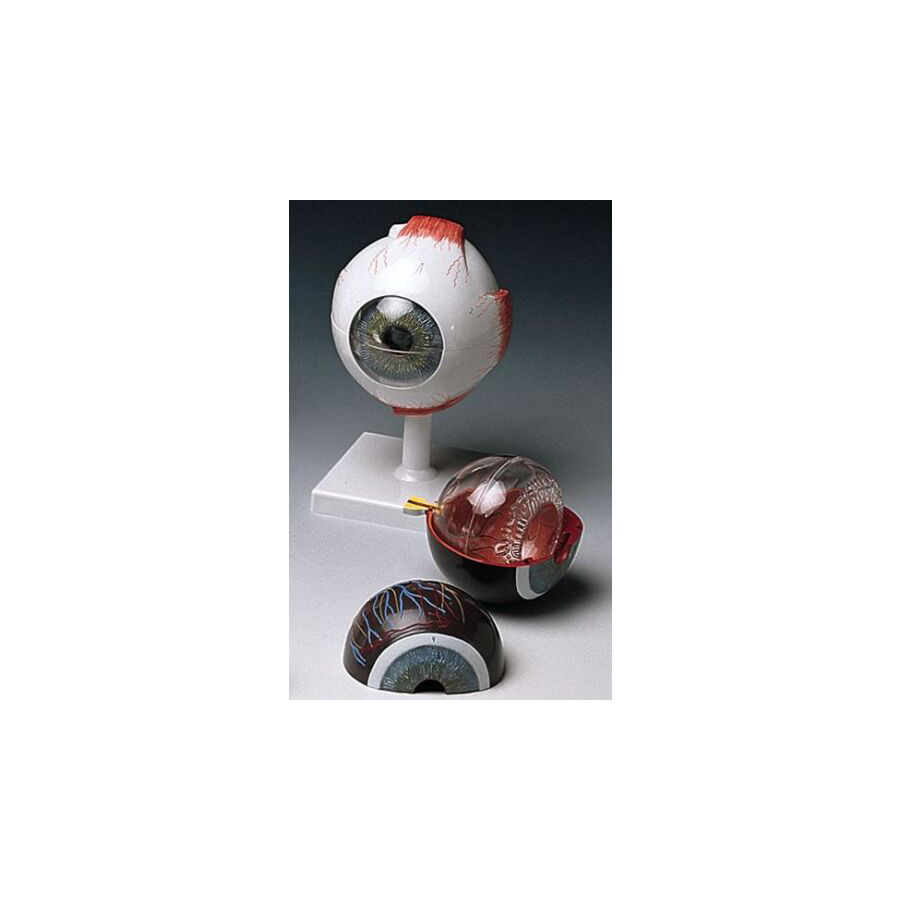F-10 Eye Model w/Stand