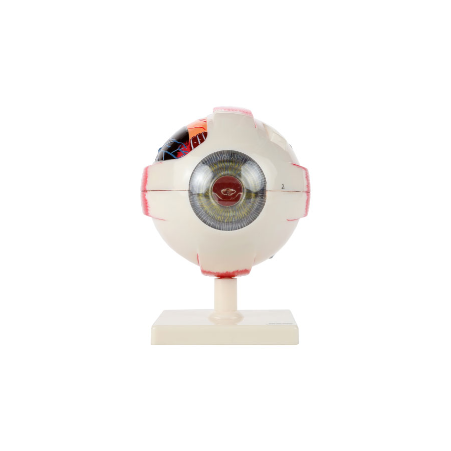 Human Eye Model