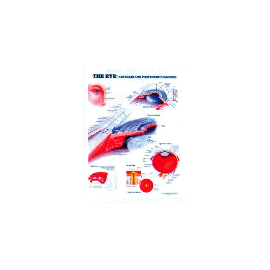 The Eye: Anterior & Posterior Chambers